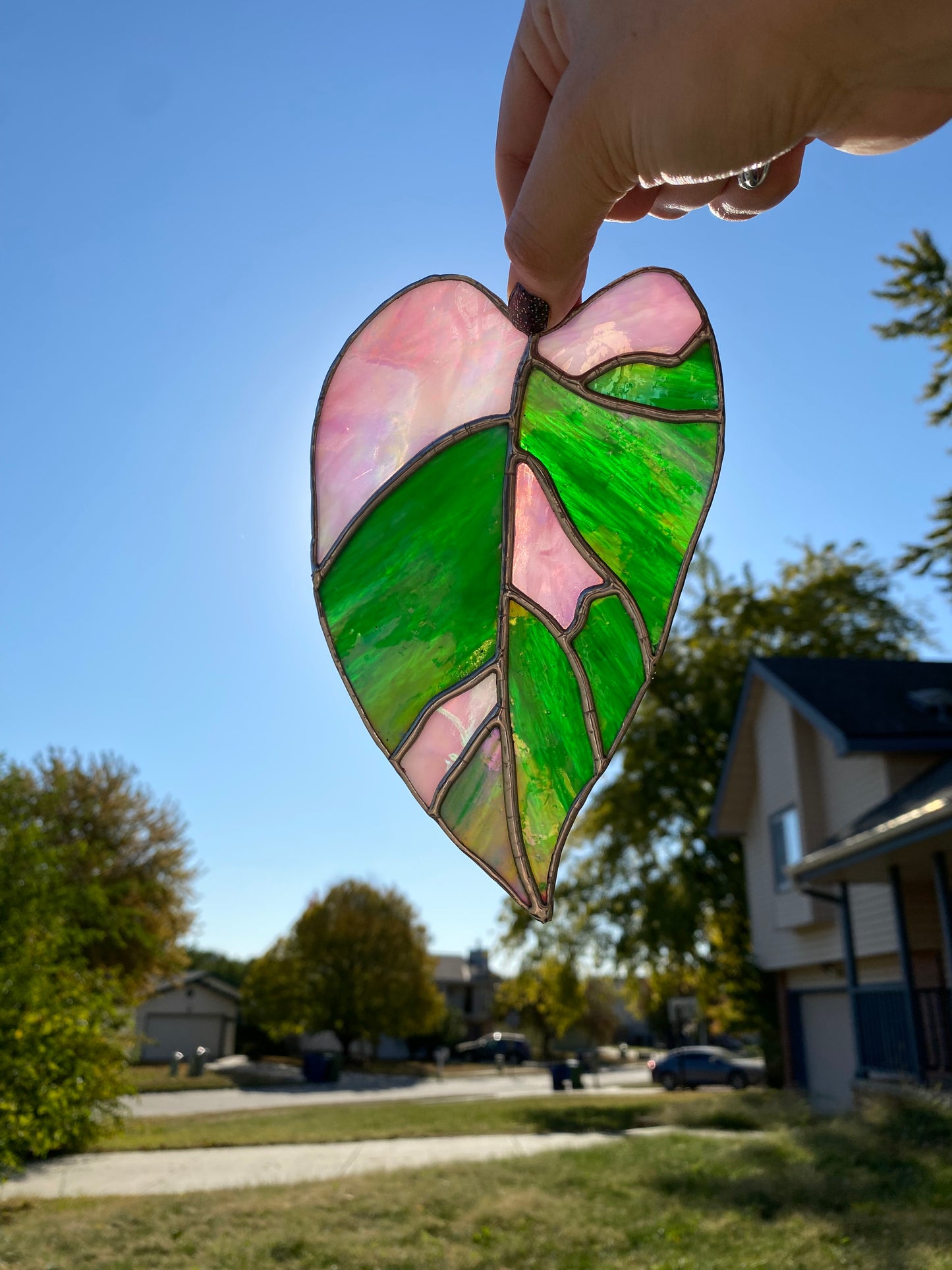 Pink Princess Philodendron Leaf