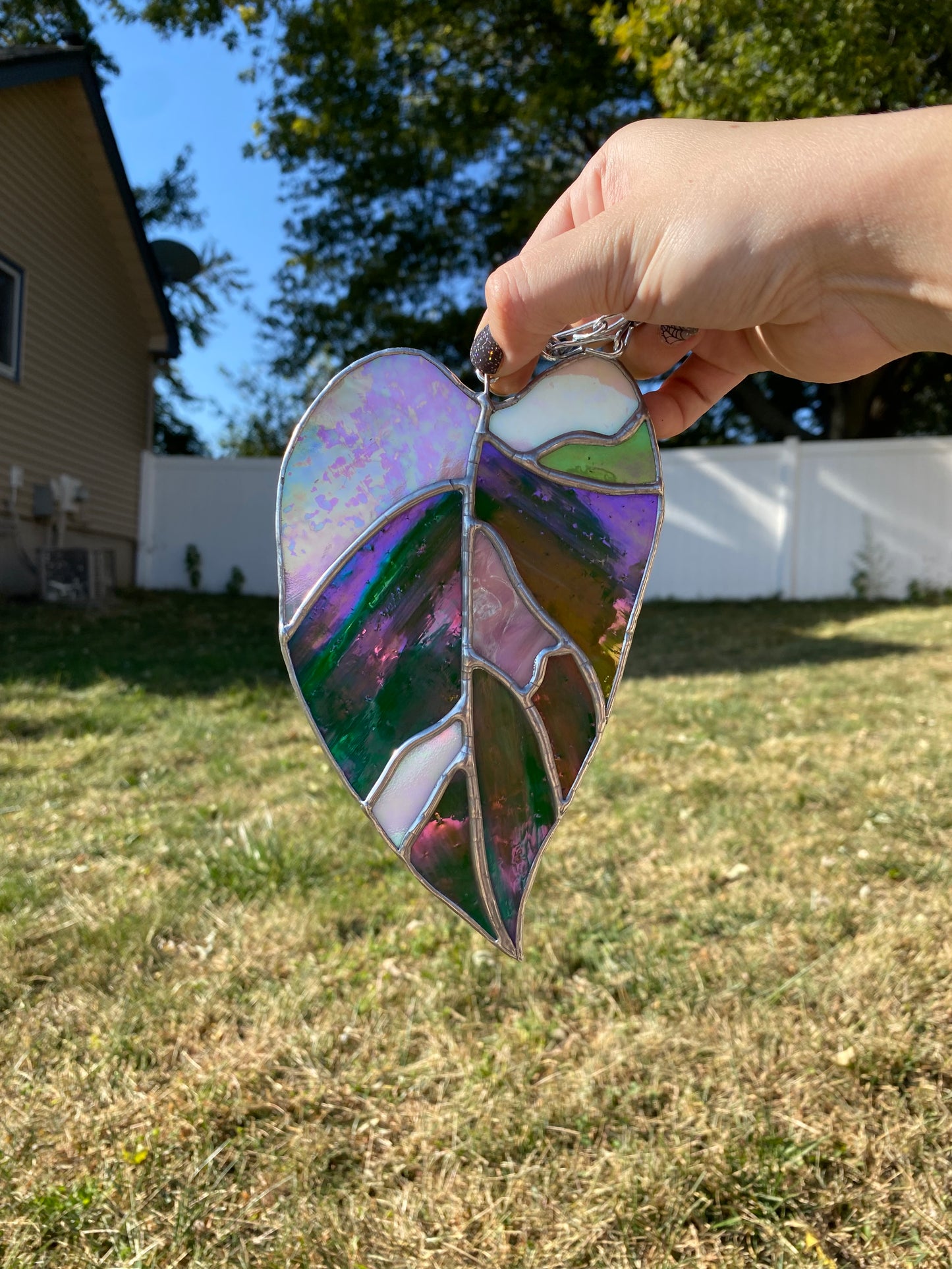 Tri-Color Princess Philodendron Leaf