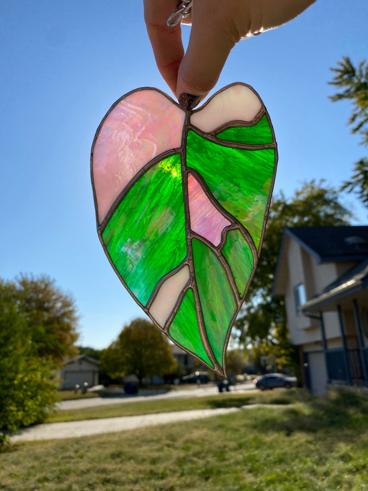 Tri-Color Princess Philodendron Leaf